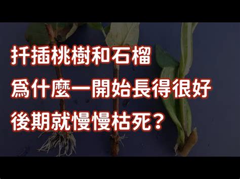 桃樹 風水|桃樹風水學問大揭秘